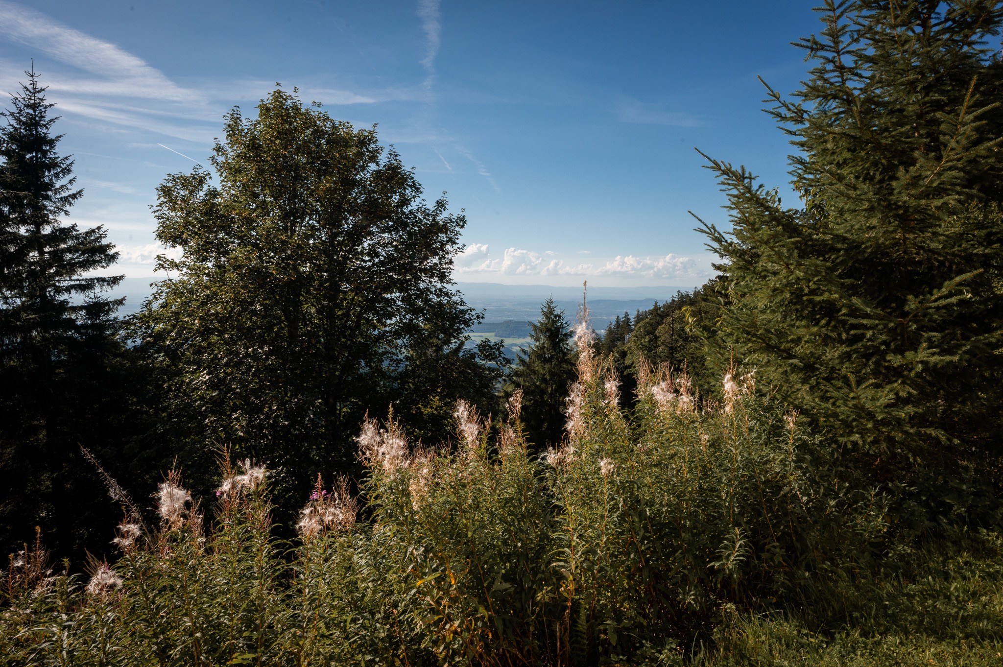 Freie Trauung Freiburg Hochzeitsreportage 1
